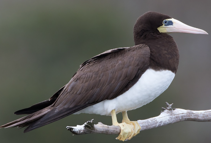 <p>What bird is this? </p>