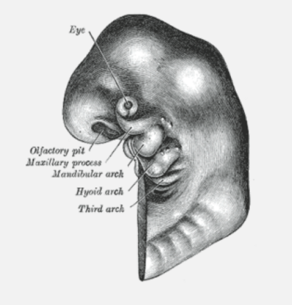 <p><strong><span style="font-family: Times New Roman, serif">The pharyngeal arch is the fetus’ mouth and throat structures. The pharyngeal arch forms in the 4<sup>th</sup> week of development. These mouth and throat structures are centered along the pharynx.</span></strong></p>