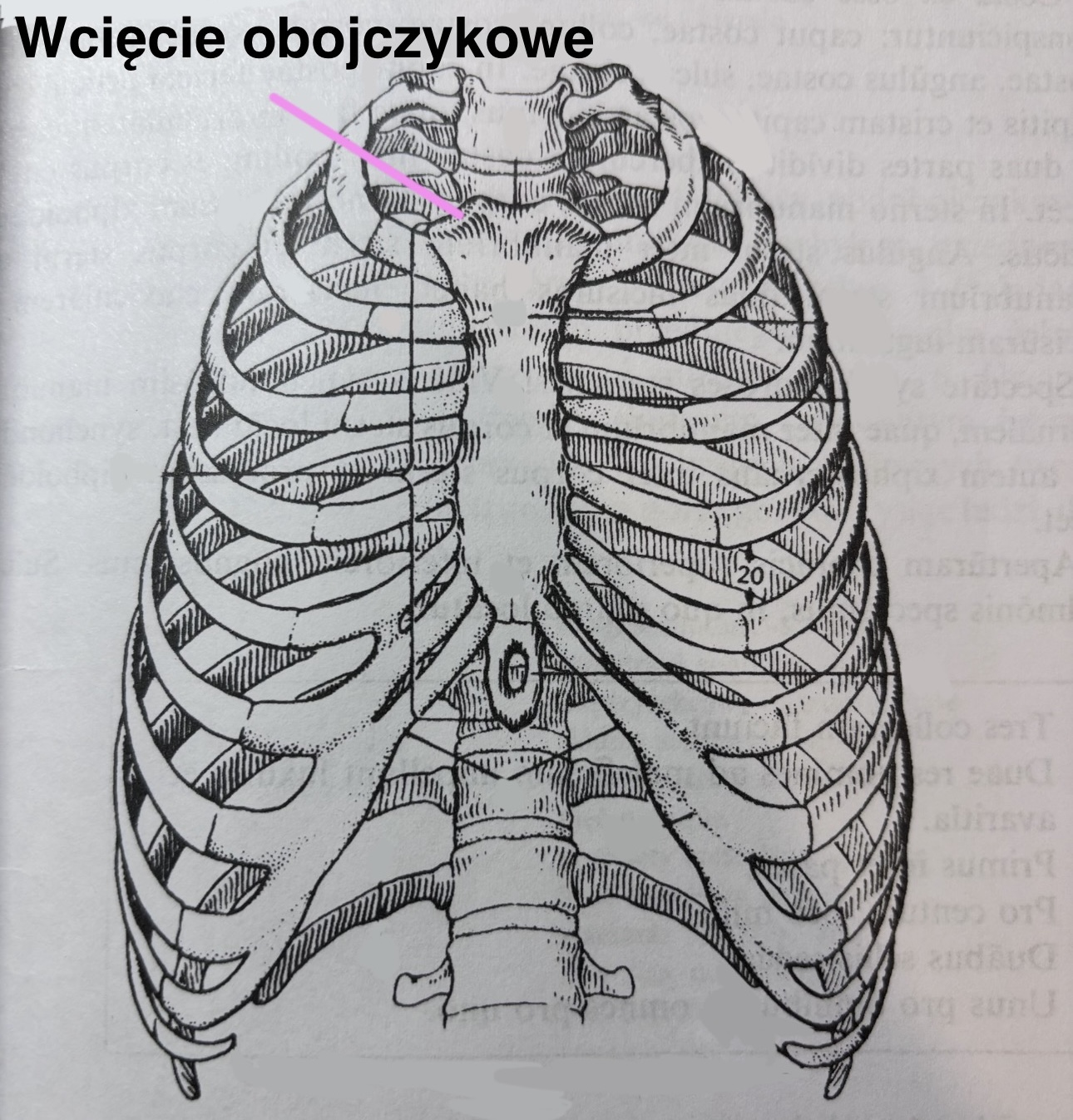 <p>Wcięcie obojczykowe</p>