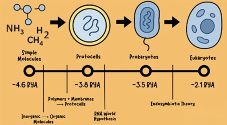 <ol><li><p>Larger anaerobic prokaryotes engulfed smaller aerobic bacteria</p><ol><li><p>These bacteria survived inside → became <strong>mitochondria</strong></p></li></ol></li><li><p>Later, some cells engulfed photosynthetic bacteria</p><ol><li><p>These became <strong>chloroplasts</strong></p></li></ol></li><li><p>This <strong>endosymbiotic theory</strong> explains the origin of:</p><ol><li><p>Eukaryotic cells</p></li><li><p>Organelle structure</p></li><li><p>Dual membranes and separate DNA in mitochondria/chloroplasts</p></li></ol></li></ol><p></p>