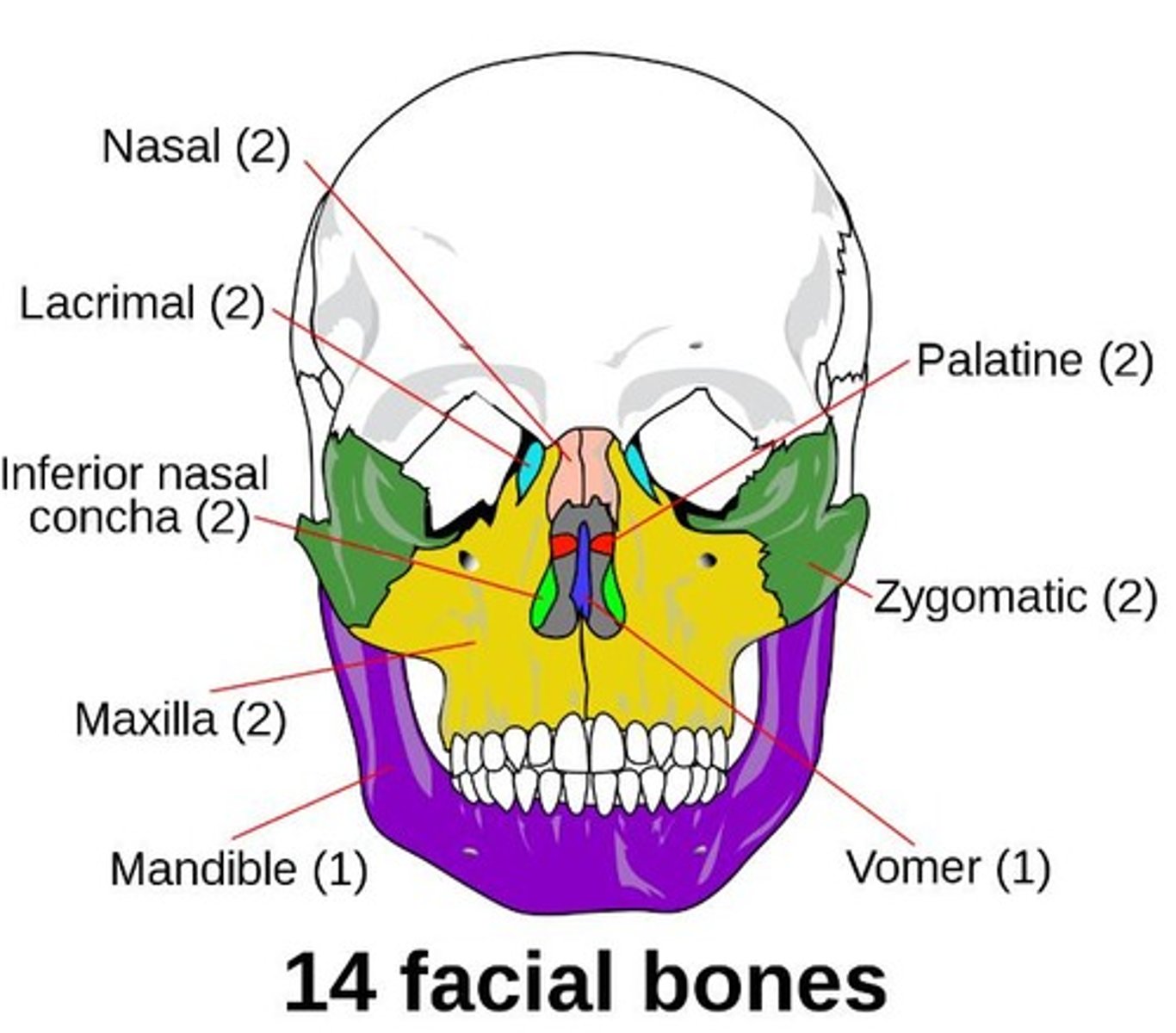 <p>Frontal, Maxilla (2), Nasal (2), Vomer, Inferior conchae, Lacrimal (2), Palatine (2), Zygomatic (2), Mandible.</p>