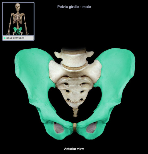 coxal bone: composed of ilium, ischium, and pubis