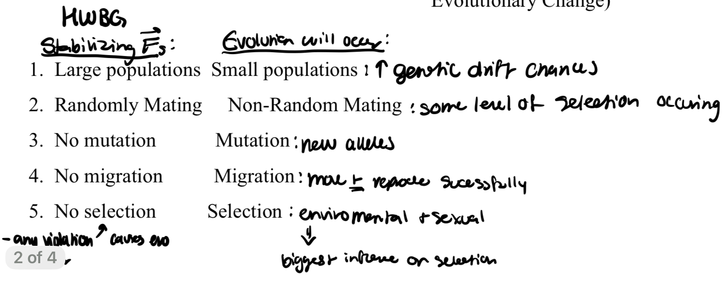 <p>any violation will cause gene freq. to shift over time and thus allow evo processes to occur</p>