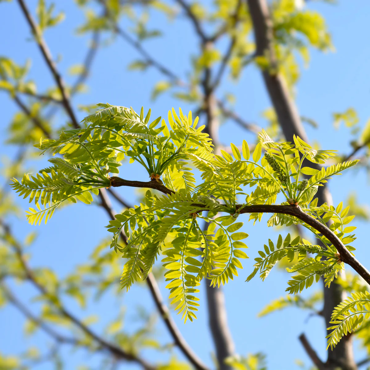 <p>thornless honeylocust</p>