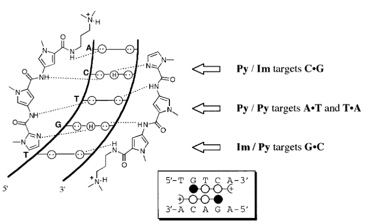 <p>Imidazole/Pyrrole targets G*C</p><p>Pyrrole/Imidazole targets C*G</p><p>Pyrrole/Pyrrole targets A*T and T*A</p>