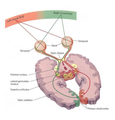 <p>Ocular dominance columns Hubel, D. H., &amp; Wiesel, T. N. (1970). The period of susceptibility to the physiological effects of unilateral eye closure in kittens. The Journal of physiology, 206(2), 419. • Effects of eye closure strongest in the 4th and 5th week. • After extended eye closure (3 months), little chance of recovery over the next years. </p>