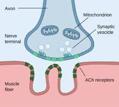 <p>The synapse between a motor neuron and a skeletal muscle fiber.</p>
