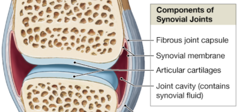<p>fivrous joint capsule, synovial membrane, articular cartilage, joint cavity, synovial fluid</p>