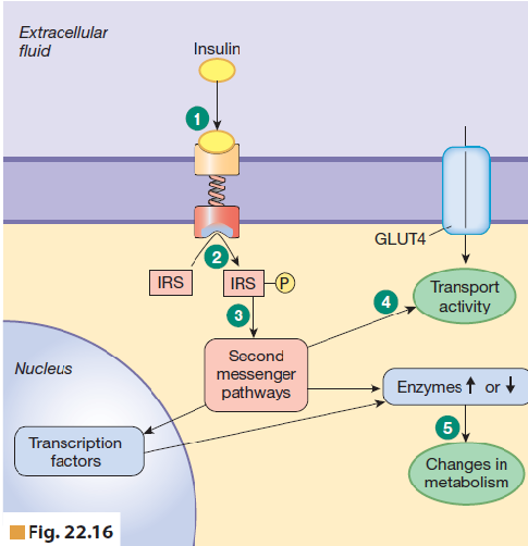 <p>Made as a peptide hormone → binds to RTK → Insulin receptor substrates (IRS) are phosphorylated → secondary messenger pathways are activated → </p><ul><li><p>Increased protein synthesis and enzymes → change metabolism</p></li><li><p>New GLUT4 transporters are made → Glucose can enter target cells</p></li><li><p>In the liver, glucose comes into the cell through GLUT2 transporters from an area of high conc int he ECF to lo conc in the cell → insulin activates hexokinase → phosphorylates glucose into G-6-P to trap it into the cell → keeps the concentration of pure glucose in the cell low → concentration gradient still active. </p></li></ul><p>Insulin release process:</p><ul><li><p>High blood glucose → binds to GLUT receptor in B cell → glycolysis and TCA activated → more ATP → potassium channels closed → less potassium leaves the cell → cell depolarizes cuz no more K → Ca channels open → Ca influx → exocytosis of insulin triggered → insulin released. </p></li></ul><p>Activates:</p><ul><li><p> glucose oxidation</p></li><li><p>glycogen synthesis</p></li><li><p>Lipogenesis</p></li><li><p>protein synthesis </p></li></ul><p>Inhibits:</p><ul><li><p>Glycogenolysis</p></li><li><p>Gluconeogenesis</p></li><li><p>Lipolysis</p></li><li><p>Beta oxidation</p></li></ul><p>Also increase the transport of glucose into cells and the uptake of amino acids into muscle cells for protein synthesis</p><p></p>