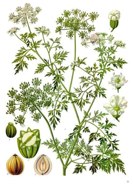 <p>blekot pospolity</p>