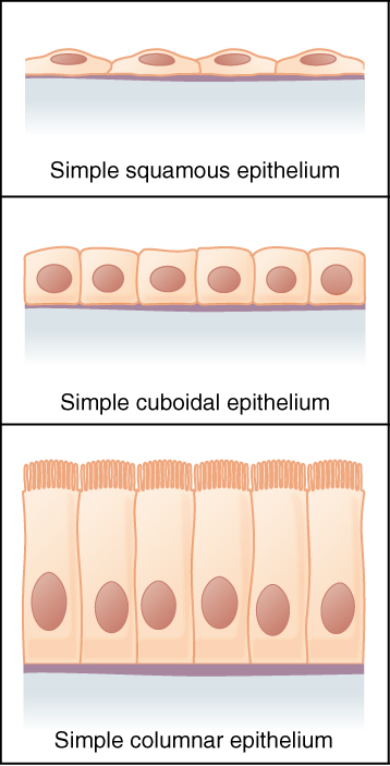 <ul><li><p>Squamous</p></li><li><p>Cuboidal</p></li><li><p>Columnar</p></li></ul><p></p>