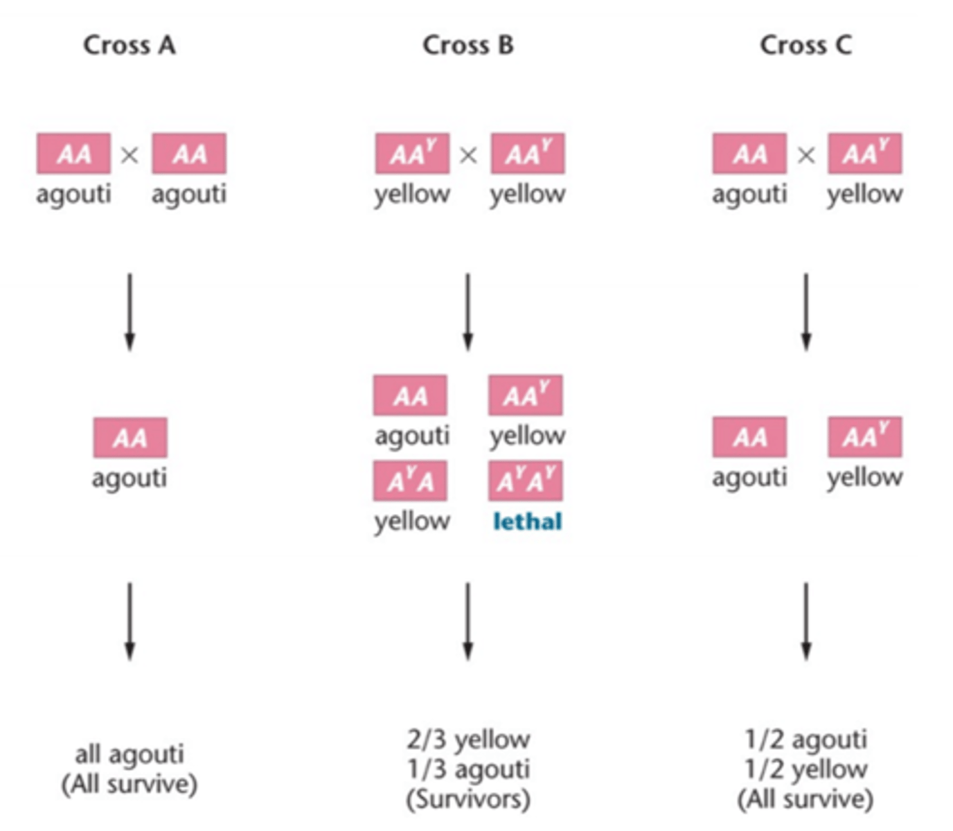 <p>Dødelige</p><p>Findes både dominante og recessive</p>