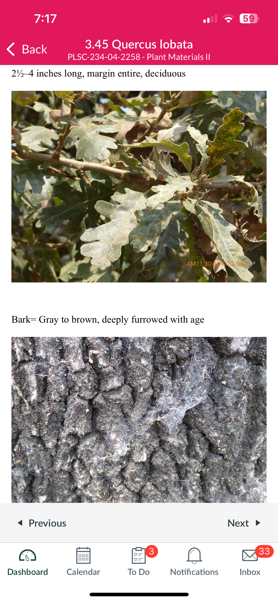 <p>Quercus lobata</p>