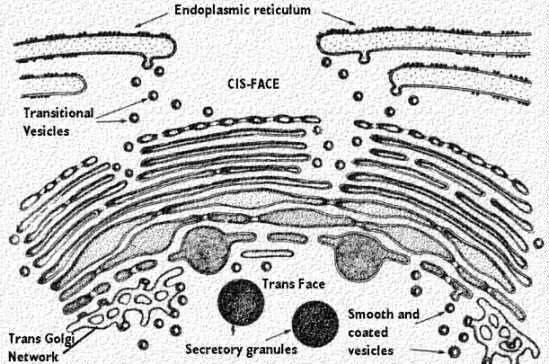 <p><span style="background-color: transparent;">stack of membranous sacks called <strong>cisternae </strong>that process, sort, and packag proteins and lipids into vesicles</span></p><p><span style="background-color: transparent;">Proteins that leave the RER go into the golgi apparatus&nbsp;</span></p><ol><li><p><span style="background-color: transparent;"><strong>Cis</strong>: closest to nucleus&nbsp;&nbsp;</span></p></li><li><p><span style="background-color: transparent;"><strong>Trans</strong>: surface oriented toward plasma membrane&nbsp;</span></p></li></ol><p></p>