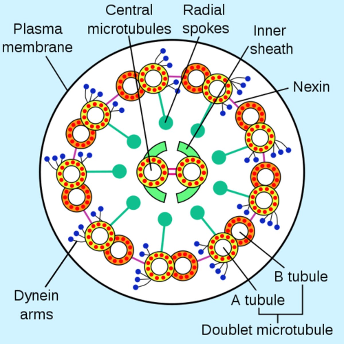 <p>Eukaryotic cilia and flagella have 9 pairs of microtubules creating an outer ring which surrounds two microtubules in the center</p>