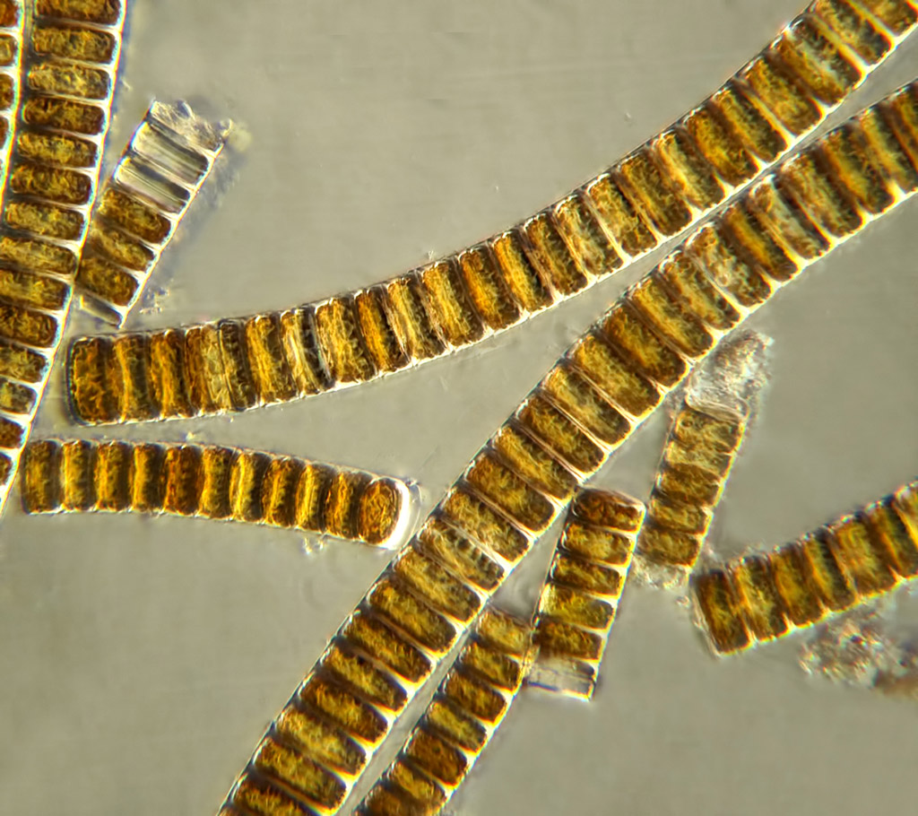 <p>Phylum=Phaeophyta</p><p> Class=Brown Algae</p>