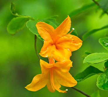 <p>flame azalea</p>