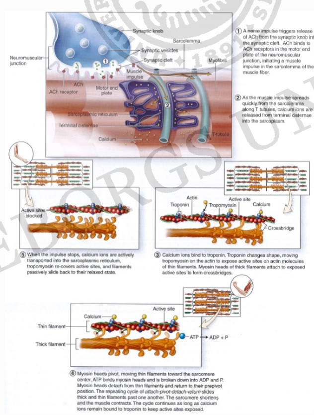 <p>Två proteiner samarbetar:Aktin och Myosin</p><ol><li><p>Muskeln tar emot signal substansen Acetylkolin( signalerar att muskeln ska dra ihop sig)</p></li><li><p>Närvaro av kalcium krävs (hämtas från ER) och defosforylering</p></li><li><p>Kalcium binder till tropanin (är ett komplex på aktin filamentet)</p></li><li><p>→ Actin ändrar form</p></li><li><p>→ actin får kontakt med Myosin</p></li><li><p>→ Myosin vandrar till höger stor antal gånger→ stor förändring i läge</p></li></ol><p></p>