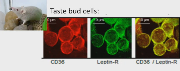 <ul><li><p>Leptin receptors in the taste bud cells (green colour)</p></li><li><p>Leptin can bind to taste bud cells to tell them how fat you are.</p></li><li><p>CD36 allows you to taste fat (red colour)</p></li><li><p>CD36 + leptin (yellow colour) they are communicating to each other</p></li><li><p>Leptin tells taste bud cells how fat we are are, taste bud cells will increase or decrease CD36 expression</p></li><li><p>If we are fat decrease CD36 expression, if we are lean increase CD36 so we can better taste fat</p></li></ul><p></p>