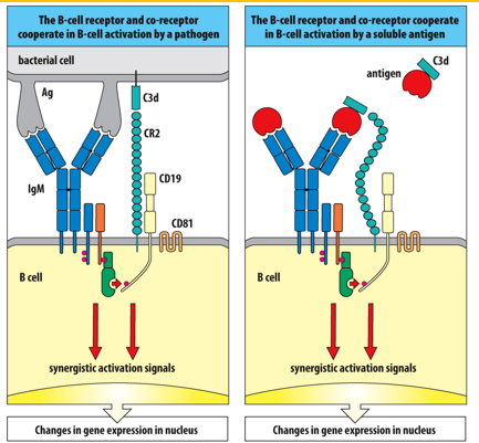 <p>CD19;&nbsp;intracellular signals</p>