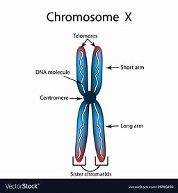 Chromosome