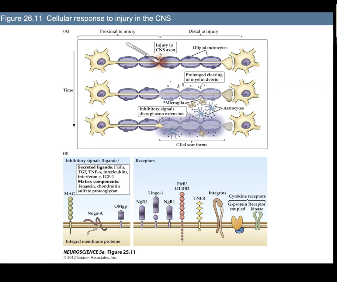 <p><span>Figure 26.11 Cellular response to injury in the CNS</span></p>