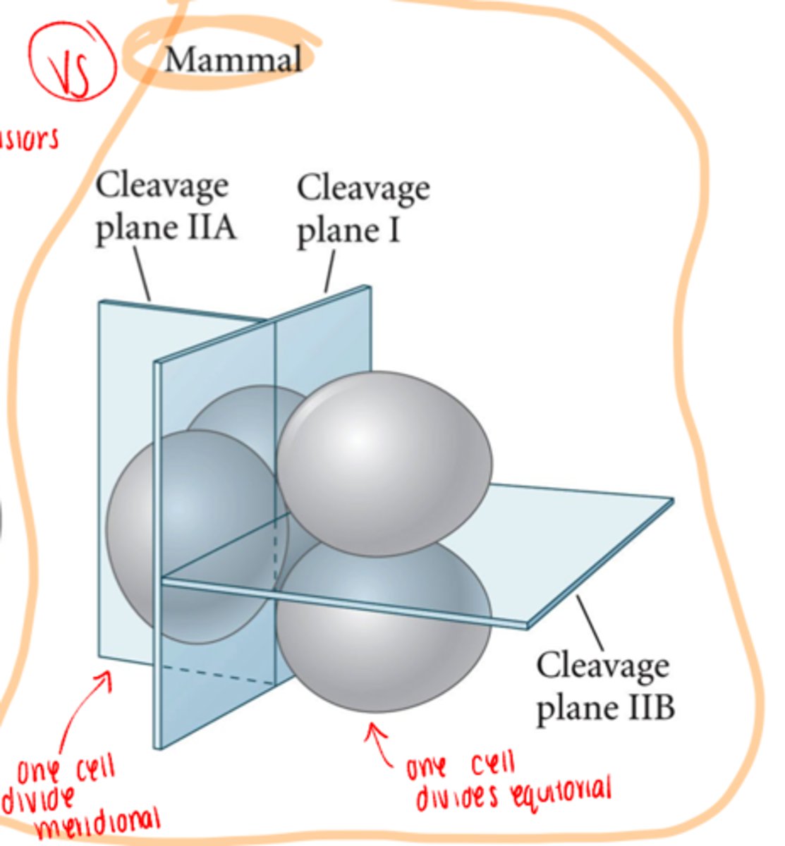 <p>-mammals</p><p>-very small -- human is 100um in diameter</p><p>-first cleavage begins about 24 hours after sperm entry and completion of meiosis</p><p>-in mice, miRNA from sperm initiates first cell division</p><p>-<span class="bgP">slow, 12-24 hours apart</span></p><p>-blastomeres divide asynchronously</p><p><span class="bgY">-zygotic gene expression is required for early cleavage</span></p>