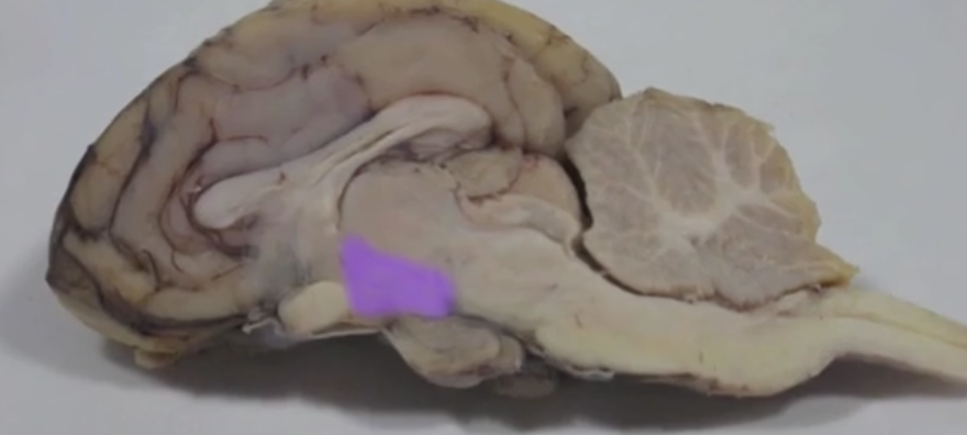 <p>Hypothalamus </p>
