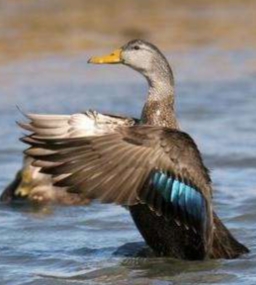 <p>Anas rubripes</p>