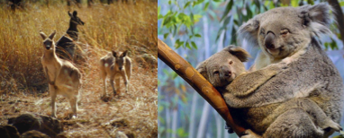 Mammals but with baby pouch on outside of bodies.