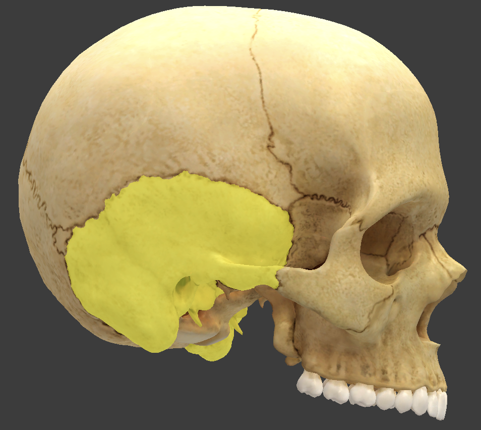 <p>forms the lower wall and part of the floor of the cranial cavity</p>