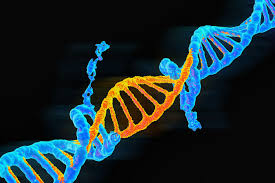 <p>belonging or relating to genes (= parts of the DNA in cells) received by each animal or plant from its parents<br>Ex: <em>There are tests which can establish a baby's </em><strong><em><u>genetic </u></em></strong><em>endowment.</em></p>