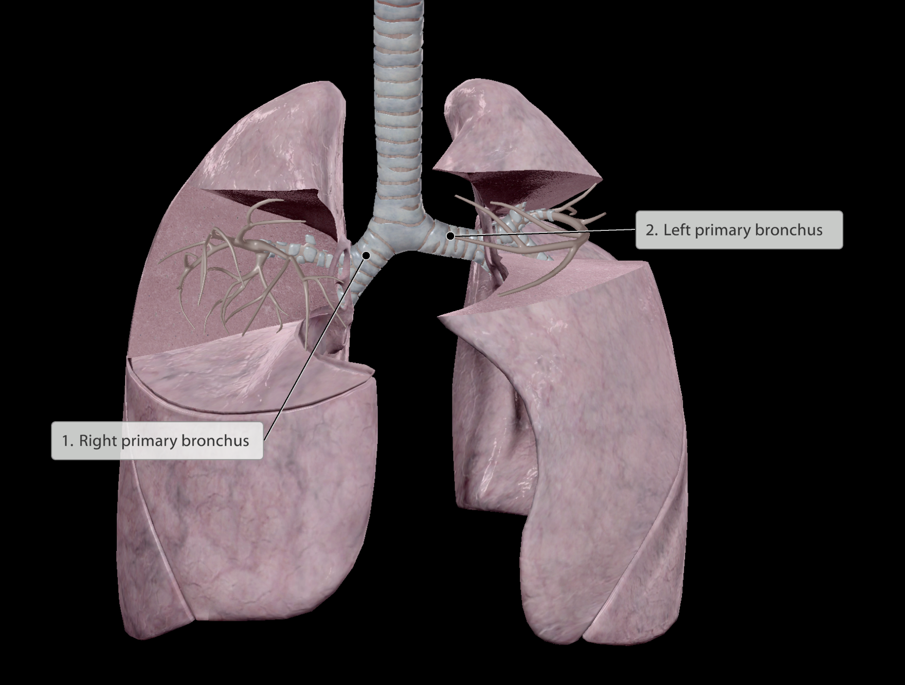 <p><strong>Left primary bronchus</strong> runs more <strong>horizontal</strong> and is <strong>narrower</strong> compared to right.</p><ul><li><p>Due to the left lung only supplying air to <u>2 lobes</u>.</p><ul><li><p>The heart sits on the left side of the thoracic cavity, thus left lung is smaller and left bronchus must run above unobstructed</p></li></ul></li></ul><p></p><p>In the event of foriegn matter falling down the trachea, it is more likely to fall down <u>into the slope of the right primary bronchus</u>, than the left horizontal bronchus.</p>