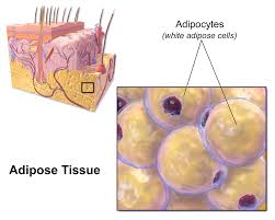 <p><strong>adipose tissue</strong></p><p></p>