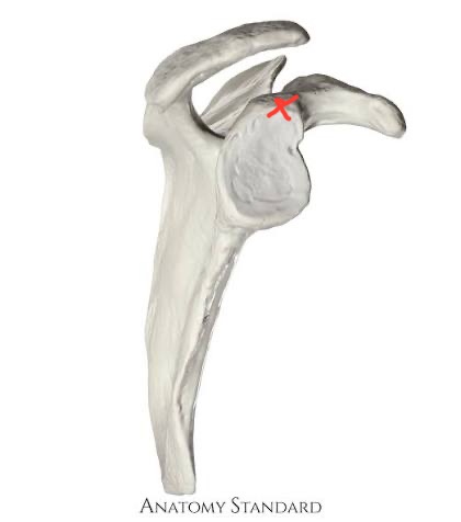 <p>scapula, top of glenoid fossa</p>