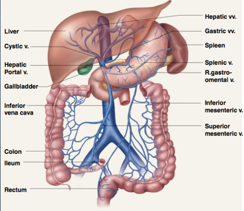 <p>at junction of splenic vein and SMV </p>