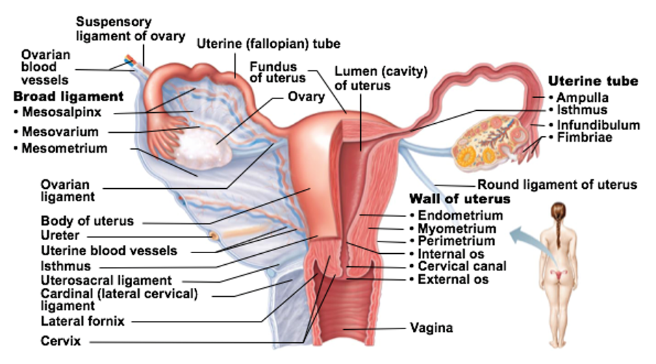 <p>Glands here secrete mucus to “block off” the uterus from the vagina</p>