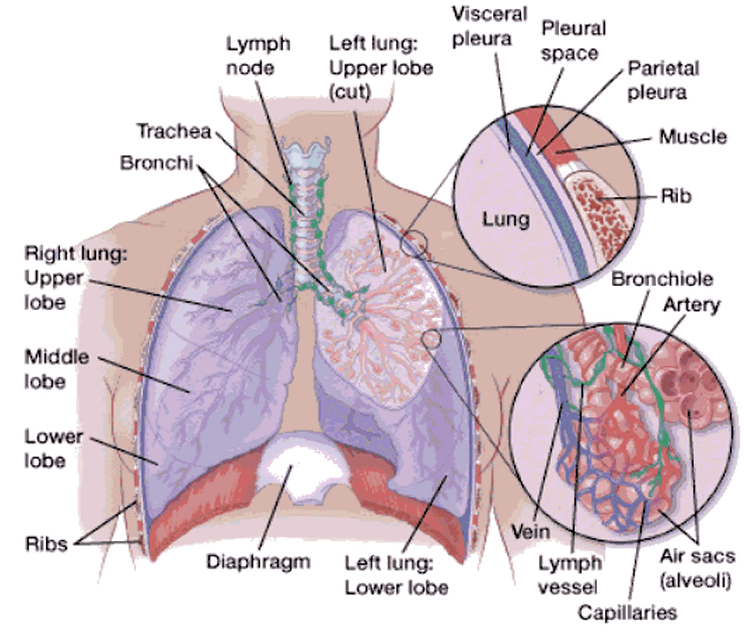 <p>What surround the alveoli?</p>