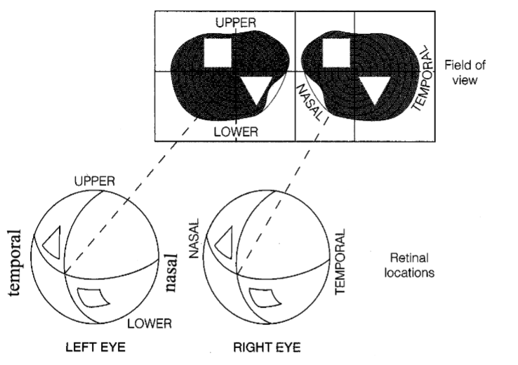 <ul><li><p>right visual field on nasal half of right eye and temporal half of left eye - left field on temporal half of right eye, nasal half of left eye</p></li><li><p>upper visual field on lower half of retina; lower visual field on upper half of retina</p></li></ul><p></p>