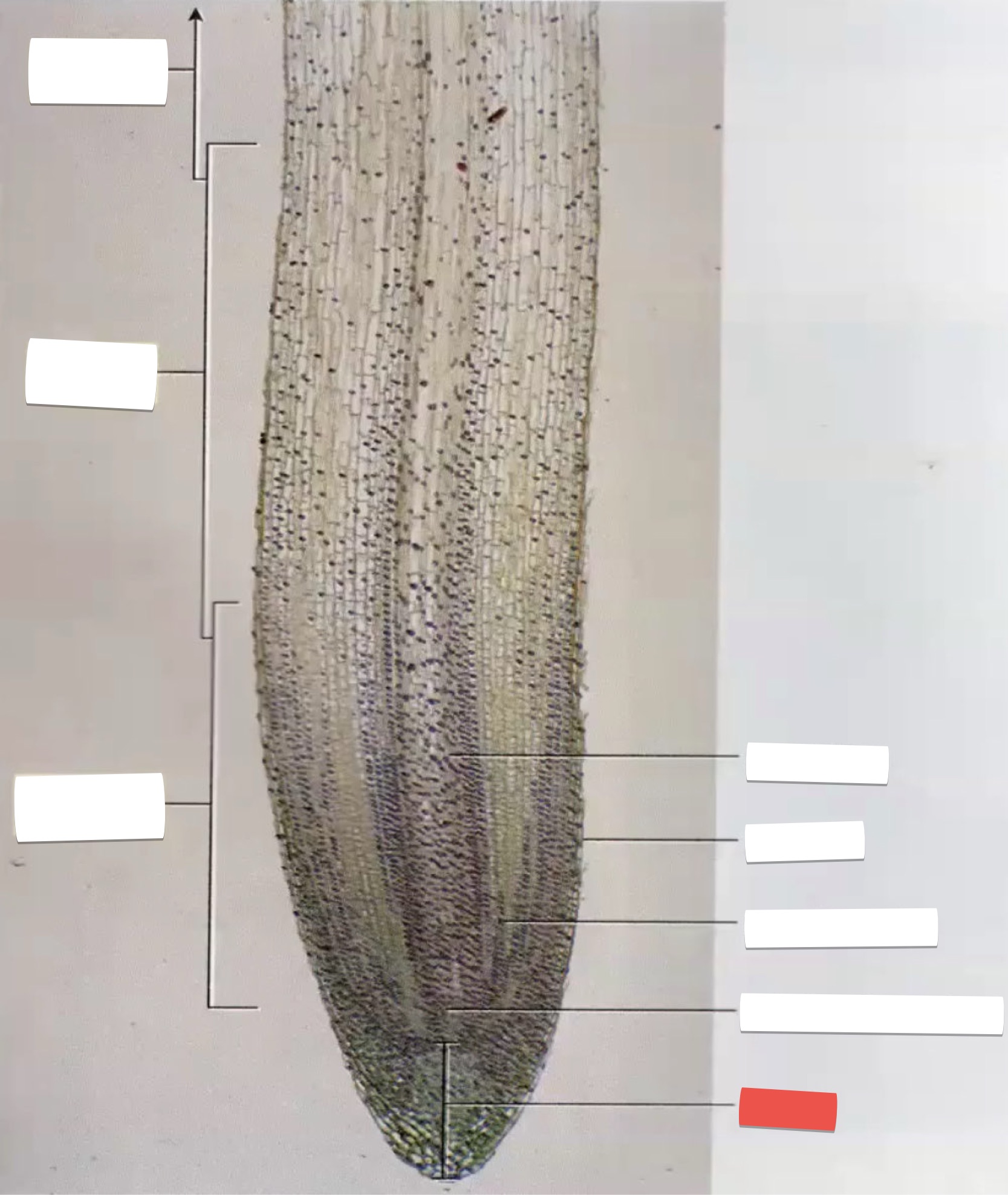 <p>identify the part in red</p>