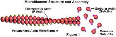 <p>A cable composed of actin proteins in the cytoplasm of almost every eukaryotic cell, making up part of the cytoskeleton and acting alone or with myosin to cause cell contraction; also called an actin filament. </p>
