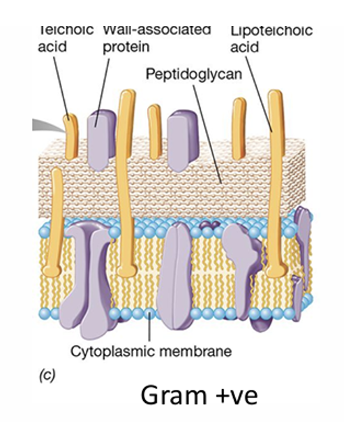 <ul><li><p>1 membrane and<span style="font-family: Aptos, sans-serif"> pepetilagoliocon layer is attached to membrane</span></p></li></ul><p></p>