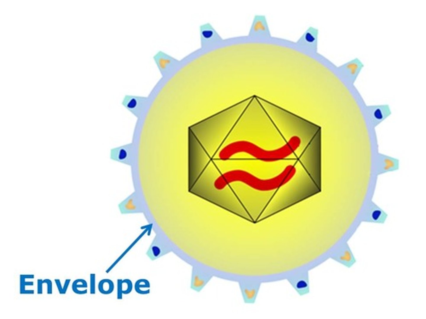 <p>lipid-containing membrane that surrounds some viruses</p>