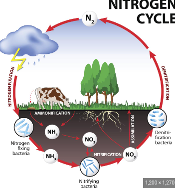 <p>a biogeochemical process through which nitrogen is converted into many forms, consecutively passing from the atmosphere to the soil to organism and back into the atmosphere</p>