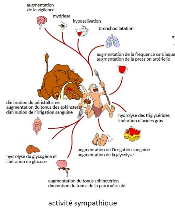 -dilatation des pupilles
-rétraction des paupières
-vasoconstriction des vaisseaux de la peaux et des intestins
-piloérection et sudation 
-bronchodilatation
-améliore les échanges gazeux = + de puissance
-augmentation de la fréquence cardiaque
-inhibition de la motilité et la sécrétion intestinale
-stimulation de la production et libération de glucose
-libération d'adrénaline et de noradrénaline par la glande surrénale