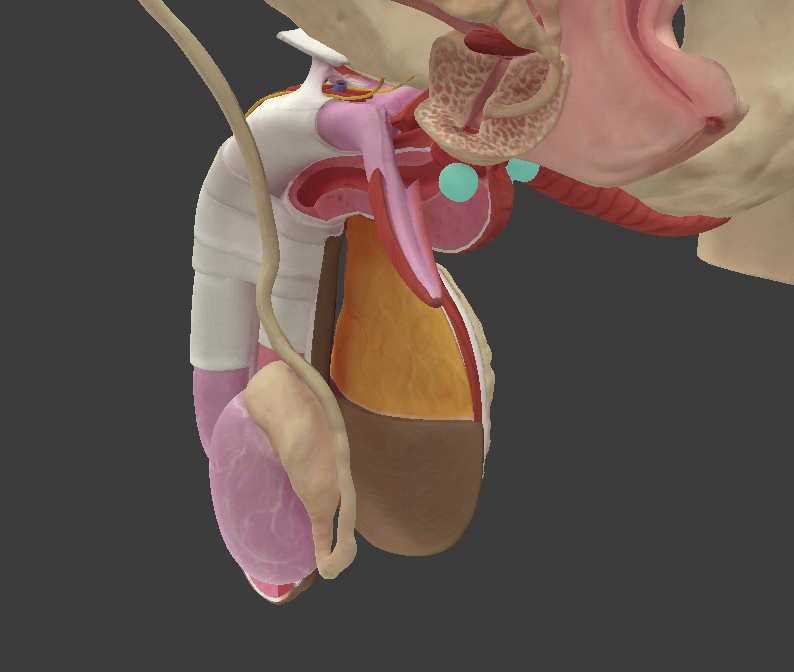 <p>What structure is shown?</p>