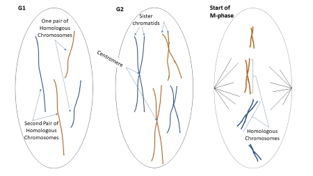 <ul><li><p>G1= linear chromosome</p></li><li><p>S = after it replicates,</p><p>each half of the X = a sister chromatid but the whole X is a chromatid</p></li><li><p>G2 = X</p></li></ul><p>X shape means that the chromosome has already divided</p>