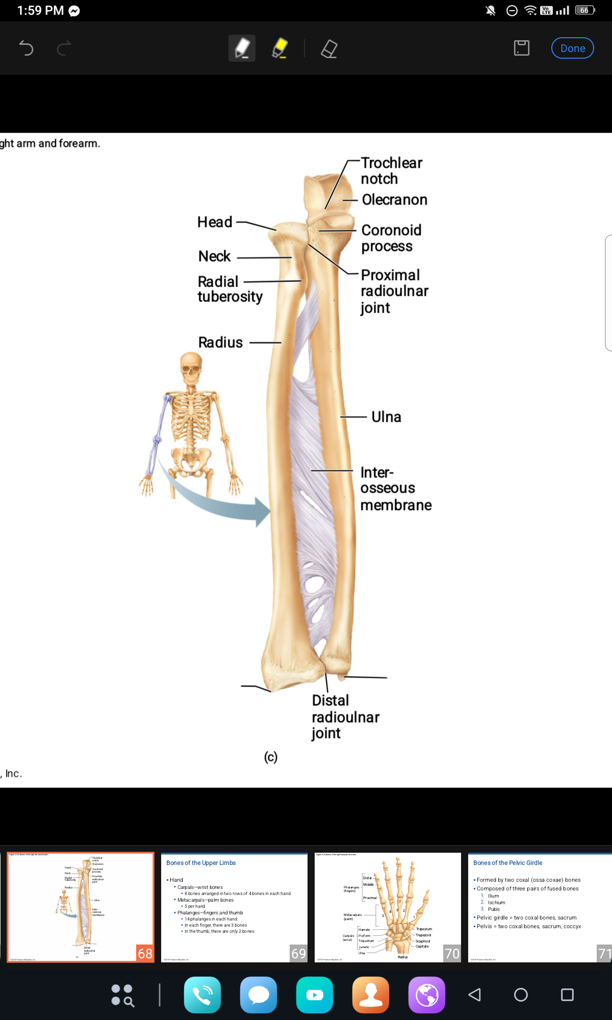 <p>BRACHIAL BONES</p>