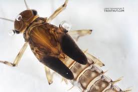 <p><strong><mark data-color="rgba(0, 0, 0, 0)" style="background-color: rgba(0, 0, 0, 0); color: inherit;">external, undeveloped wings found on the immature stages of certain insects, particularly in hemimetabolous insects like grasshoppers and mayflies</mark></strong><span>.</span></p>