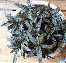 <p>Cold Hardiness: perennial</p><p>• Habit: Growing in colonies, grows 6-10 inches tall, teardrop-shaped bulbs that are above ground.</p><p>• Cultural Requirements: avoid watering on a schedule. Partial shade, mesophyte.</p><p>• Bloom: small pale pink flowers</p><p>• Landscape Utilization: Interiors plant</p><p>• Additional Information: mildly toxic in all of its parts</p>